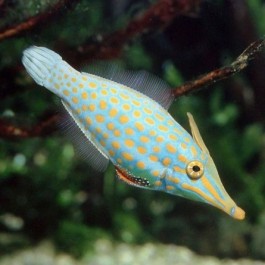 Oxymonacanthus Longirostris - Harlequin Filefish