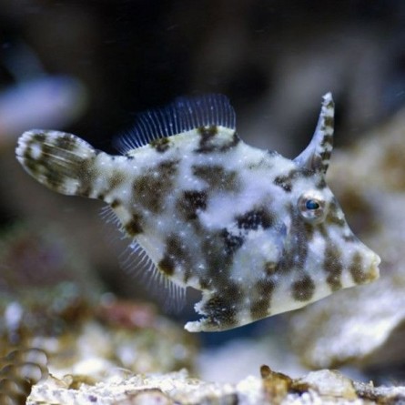 Acreichthys Tomentosus - Aiptasia Eating Filefish