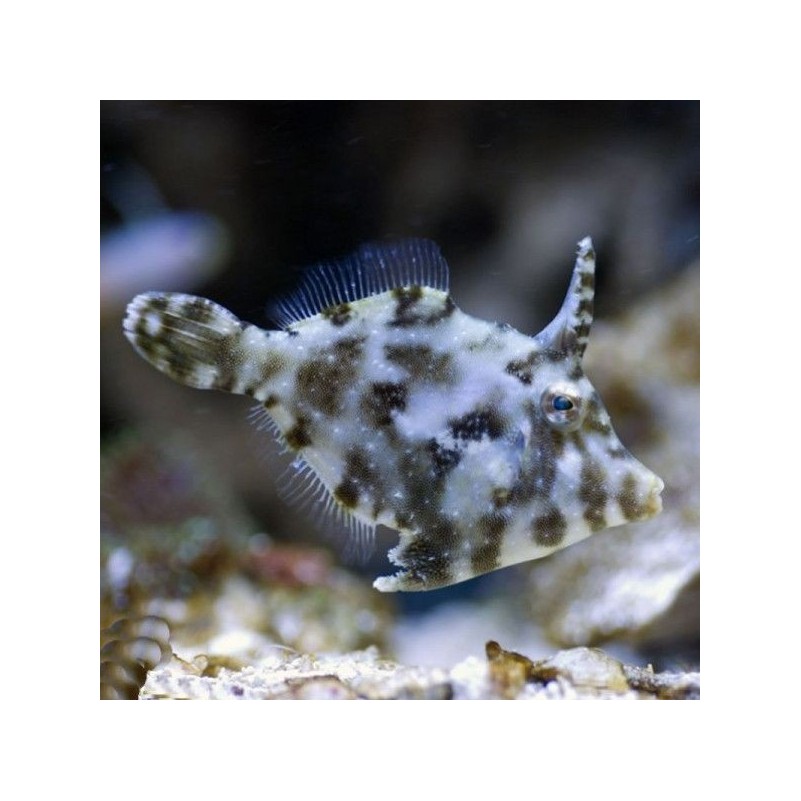 Acreichthys Tomentosus - Aiptasia Eating Filefish