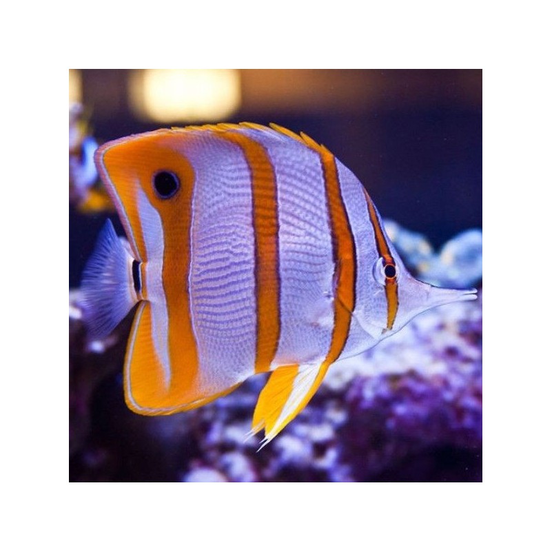 Chelmon Rostratus - Copperband Butterflyfish