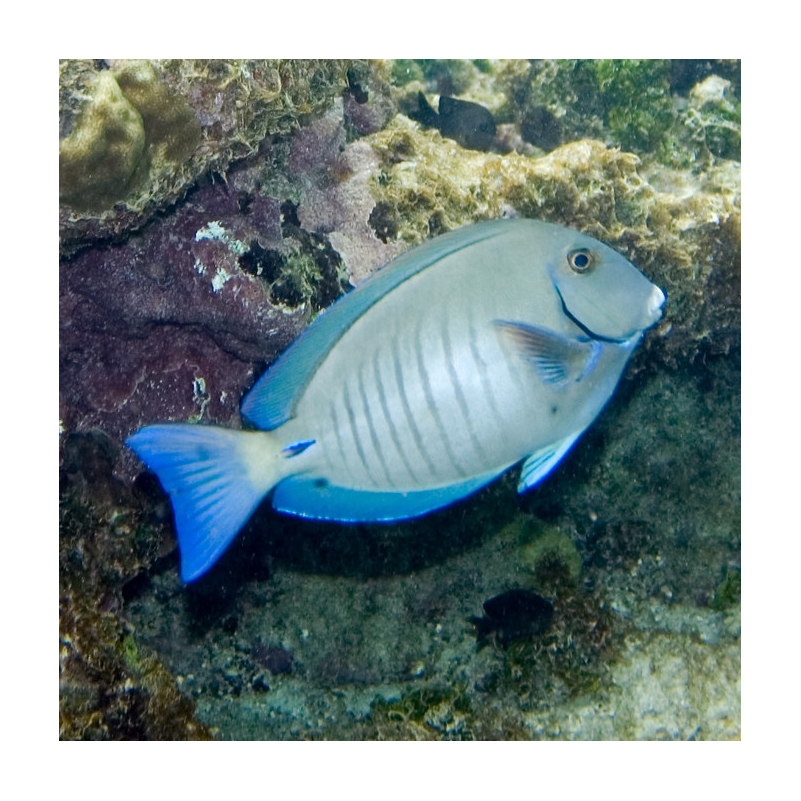 Doctorfish - Acanthurus chirurgus - Surgeonfishes - - Caribbean Reefs