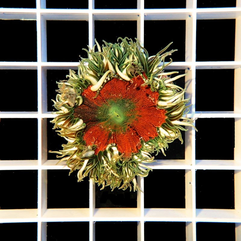 Epicystis Crucifer - Rock Flower Anemone