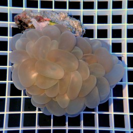 Plerogyra Sinuosa - Bubble Coral