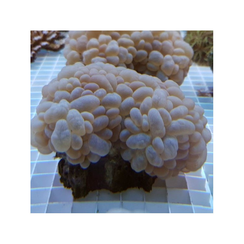 Plerogyra Sinuosa - Bubble Coral