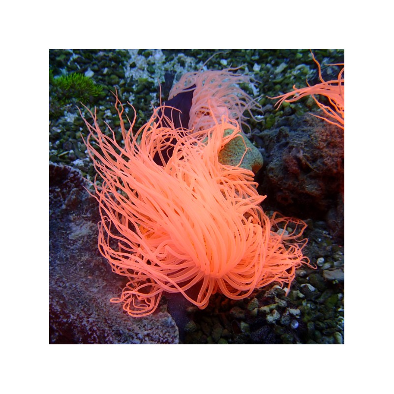 Cerianthus Membranaceus Orange - Tube Anemone