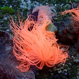 Cerianthus Membranaceus Orange - Tube Anemone