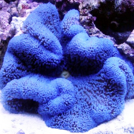 Stichodactyla Gigantea Blue - Haddon's Carpet Anemone