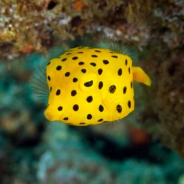 Ostracion Cubicus - Cubicus Boxfish