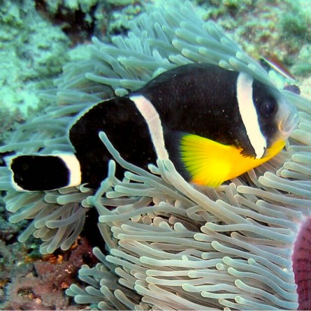 Amphiprion Chrysogaster - Mauritian Anemonefish