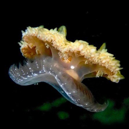 Cassiopea Xamachana - Upside Down Jellyfish