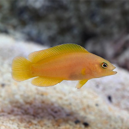 Pseudochromis fuscus - Yellow Dottyback