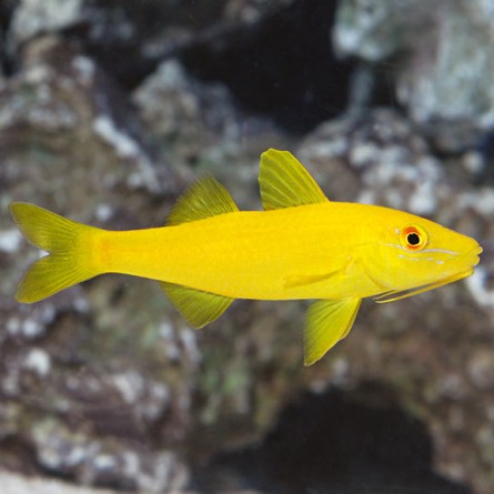 Parupeneus Cyclostomus - Yellow Goatfish