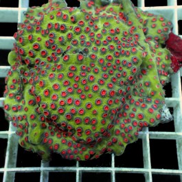 Cyphastrea spp. Green/Red