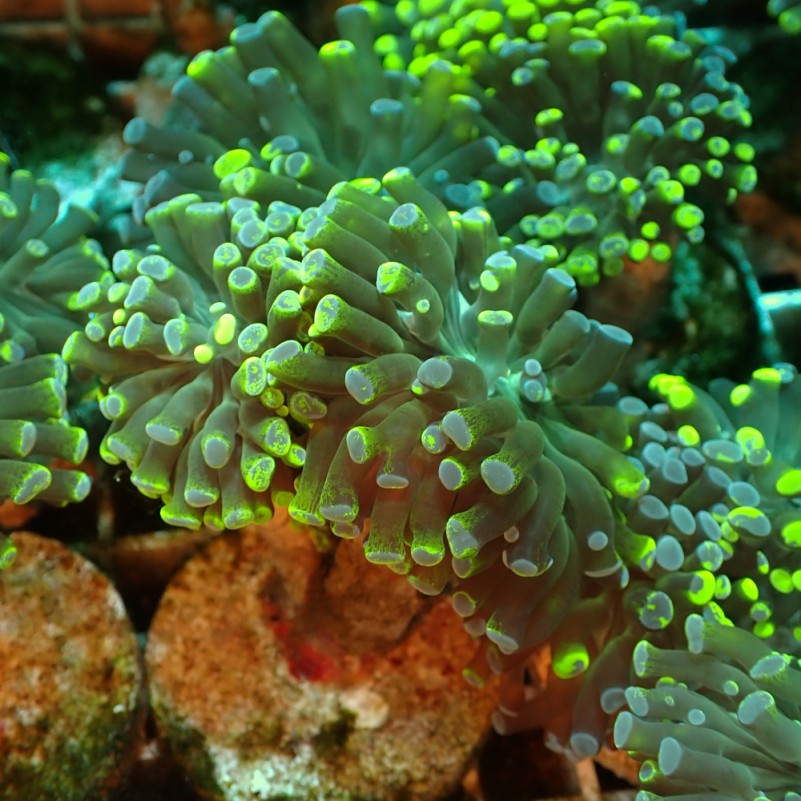 Euphyllia Paradivisa Two Tones Ultra Green M-size