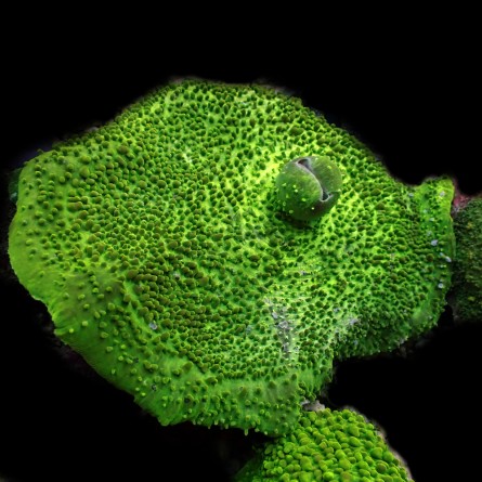 Metarhodactis Boninensis Ultra Green