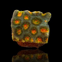 Acanthastrea Echinata Green/Orange