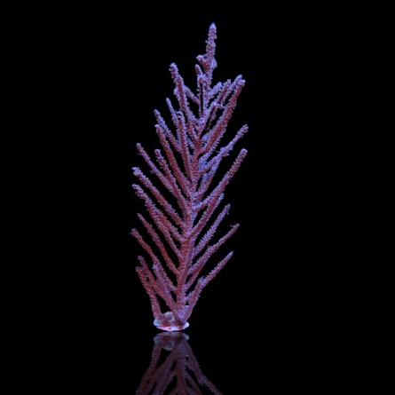 Muriceopsis flavida Purple Bush Gorgonian