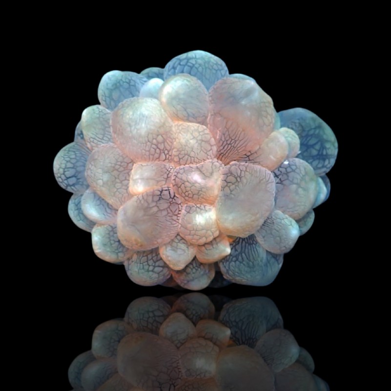 Plerogyra Sinuosa - Bubble Coral S-size