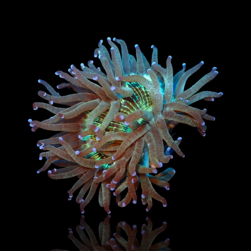 Catalaphyllia Jardinei  - Elegance Coral