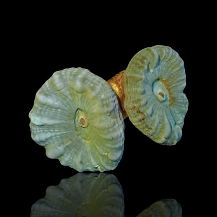 Caulastrea Green sp - Trumpet Coral