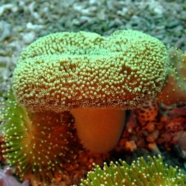 Sarcophyton Ehrenbergi Green Toadstool Leather Coral L-size (Cup Shape)