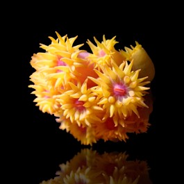 Tubastrea sp. Orange Australie - Tube Coral