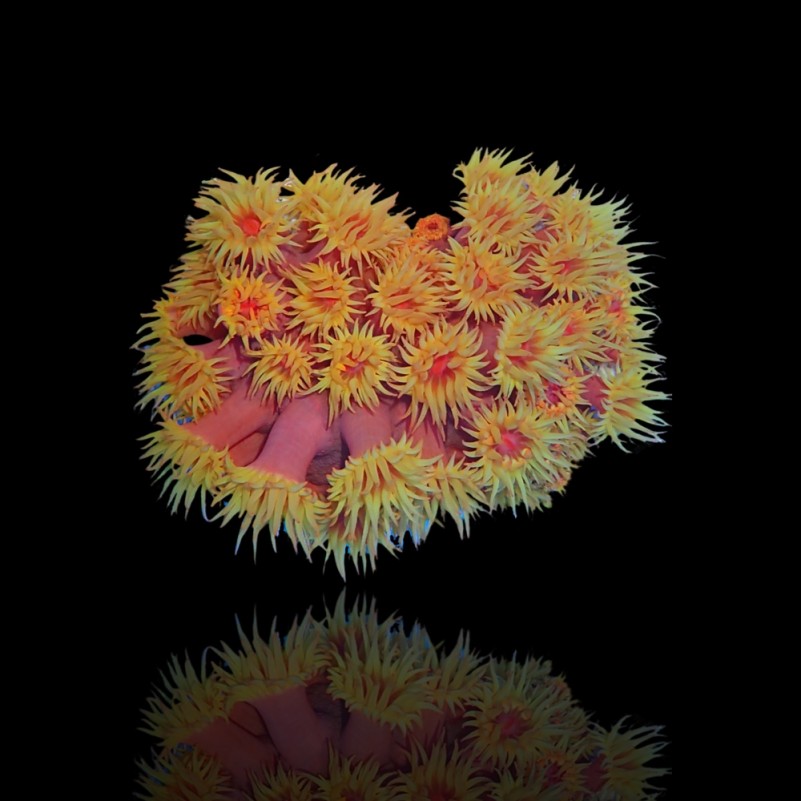 Tubastrea sp Orange Australie