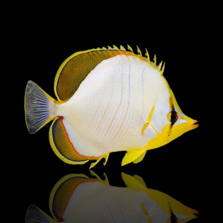 Chaetodon Xanthocephalus - Yellowhead Butterflyfish