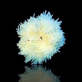 Heteractis Crispa  Yellow/White - Sebae Anemone - L-size
