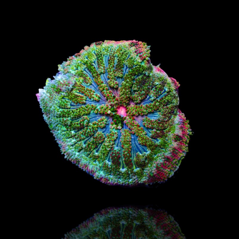 Stichodactyla Tapetum - Mini Carpet Anemone