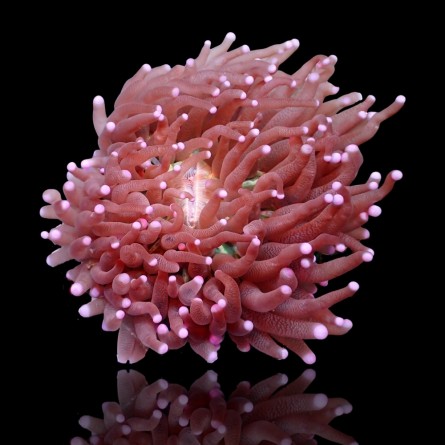 Heliofungia Actiniformis sp - Long Tentacle Plate Coral