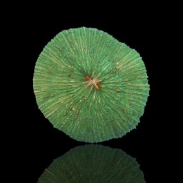 Fungia sp. Green Australia - Plate Coral