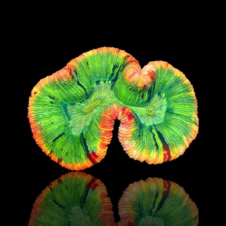 Trachyphyllia sp. - Brain Coral - Ultra Orange/Red Rim