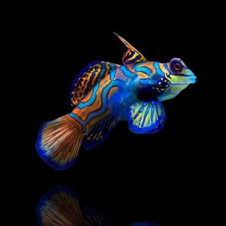 Pterosynchiropus Splendidus - Mandarinfish
