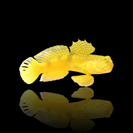 Cryptocentrus Cinctus - Yellow Watchman Goby