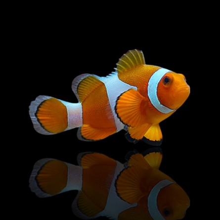 Amphiprion Ocellaris - Clownfish