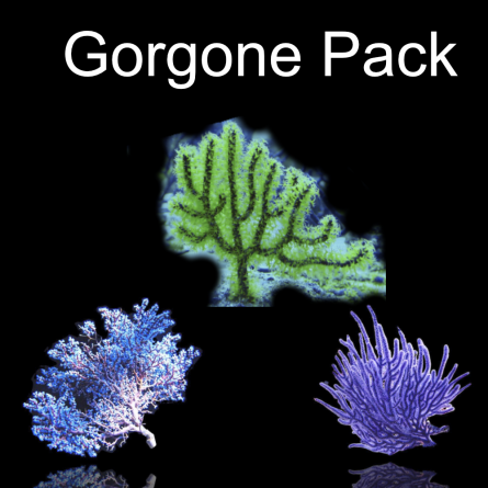 Gorgone Pack