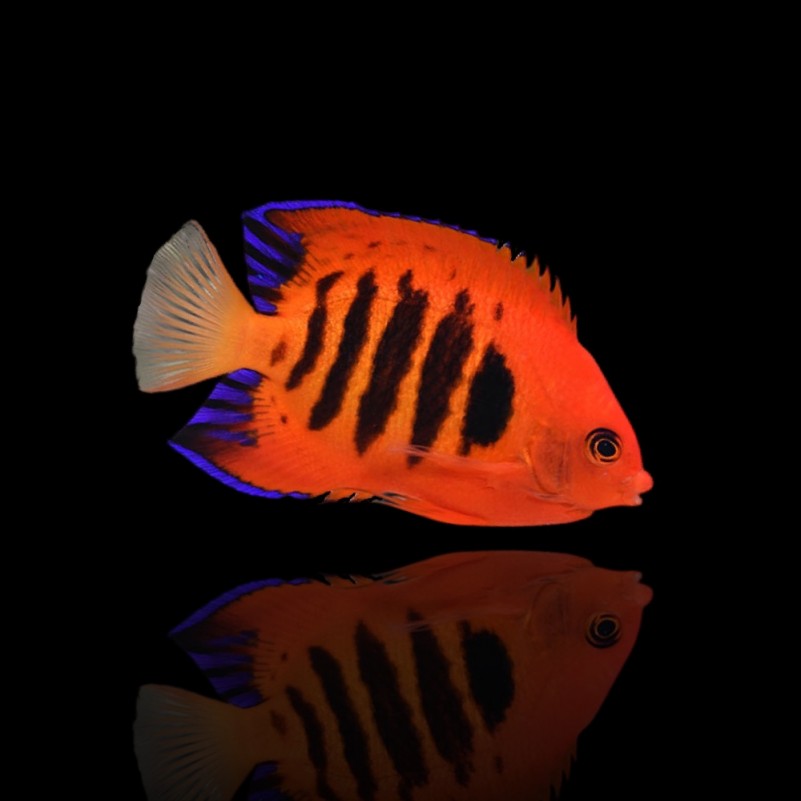 Centropyge Loricula - Flame Angelfish