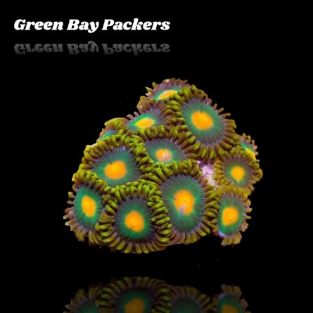 Zoanthus Green Bay Packer S-size