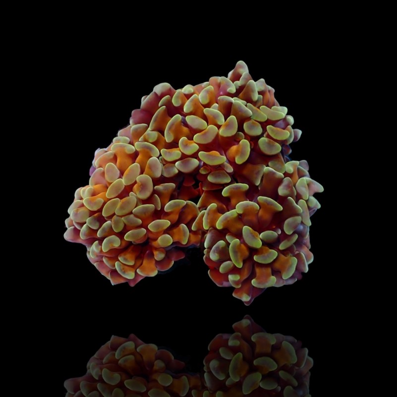 Euphyllia paraancora Gold - per Head