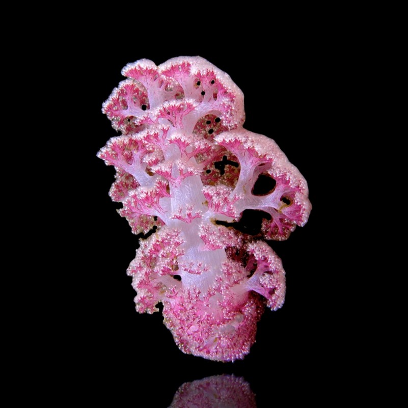 Dendronephthya Pink - Cauliflower Soft Coral L-size Dendronephthya Pink - Cauliflower Soft Coral L-size