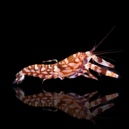 Alpheus Bellulus - Tiger Snapping Shrimp