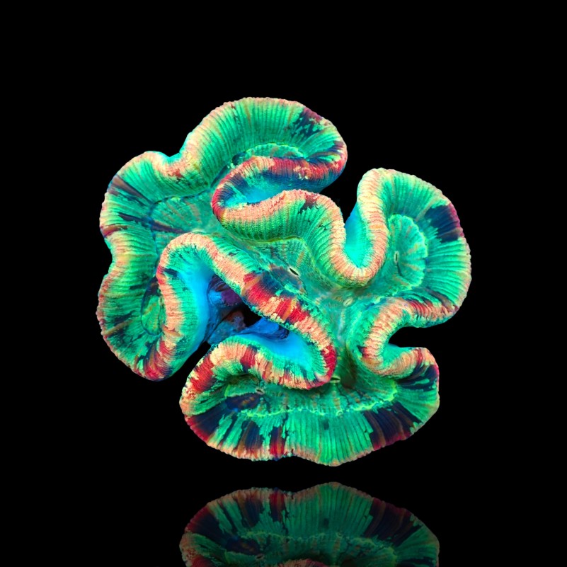 Trachyphyllia geoffroyi  - Brain Coral - ultra Australie
