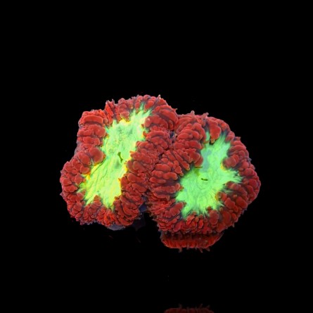 Blastomusa Wellsi red/green - per polyp Australie