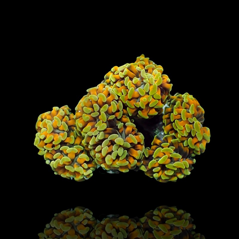 Euphyllia paraancora Gold - per Head