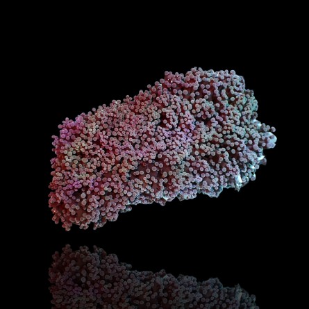 Euphyllia Divisa - Frogspawn Coral - S-size