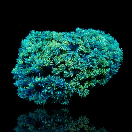 Goniopora sp. -  Flower Pot Coral - Green Australia S-size  (frag)