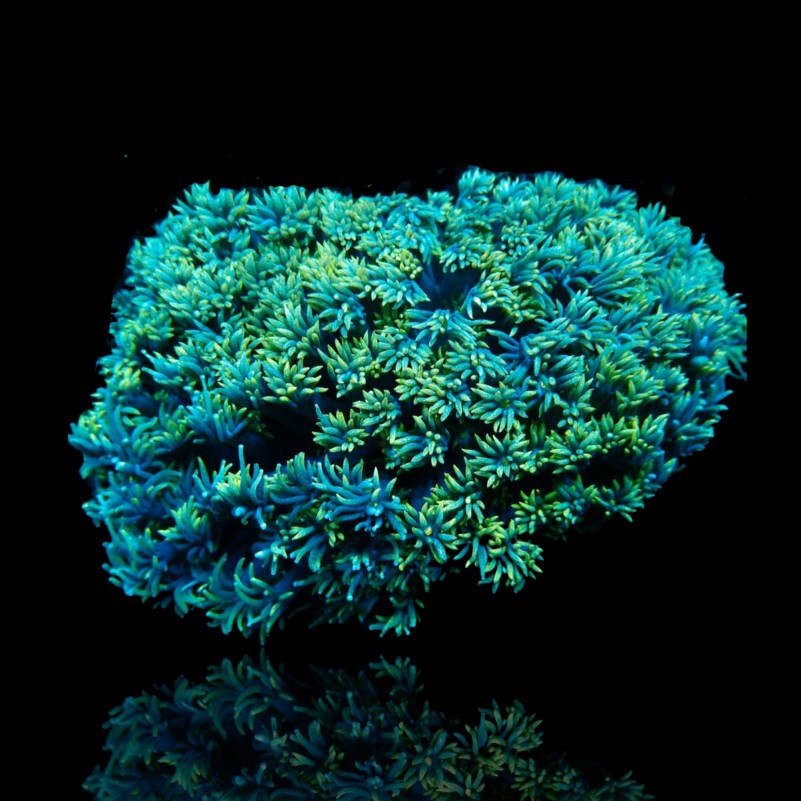 Goniopora sp. -  Flower Pot Coral - Green Australia S-size  (frag)