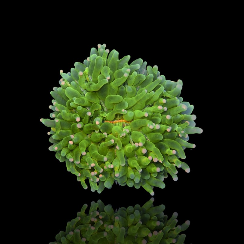 Heliofungia Actiniformis sp - Long Tentacle Plate Coral - Green S-size