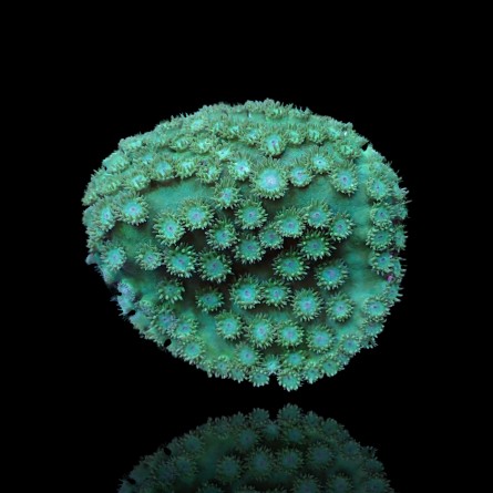 Turbinaria Peltata - Cup Coral - Large polyps S-size